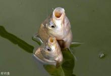 高手经验之冬钓轻口鱼的技巧