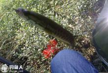 钓友分享秋钓黑鱼的注意事项