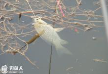 钓友分享深秋野钓鲫鱼的五个实用技巧