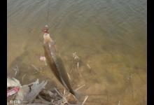 早春钓鲫鱼的五项准备