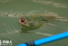 夏钓草鱼的商品饵使用要点