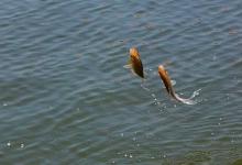 高手经验之冬钓鲫鱼技巧总结