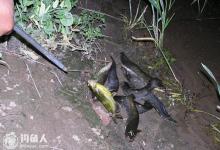 初秋夜钓鲶鱼的用饵选择及装钩技巧