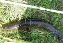 浮钓黑鱼的方法，提高钓黑鱼的中鱼率