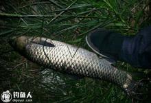 夏季早中晚钓草鱼的选位用饵技巧