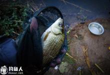 自然水域钓鲫鱼的饵料选择及用法