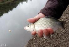 初春钓大鲫鱼的五个实战体会