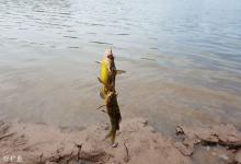 冬季垂钓黄颡鱼的实用技巧