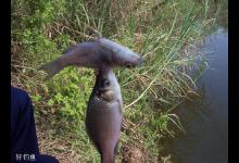 春钓鲫鱼的时间钓位及风向选择