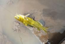 秋季钓黄颡鱼的四个技巧