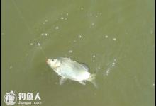 巧识鲫鱼吞饵特点辨别提竿漂相