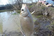 早春荒塘野钓鲫鱼的四个要点