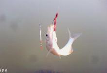 高手分享的冬钓鲫鱼应对技巧