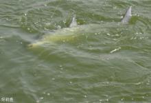 垂钓鳡鱼的六个实用性钓法技巧