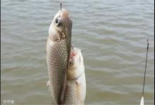 针对鲫鱼六种简单又实用的钓浮方法