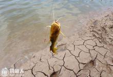 秋末钓黄颡鱼的选时选位用饵技巧