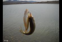 深冬初春季钓鲫鱼技巧（线组、用饵、调钓）