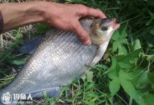 水库钓鳊鱼的钓位选择及用饵技巧