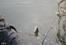 冬季河流野钓鲫鱼的技巧