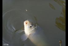 三类轻口鱼的冬钓技巧分析