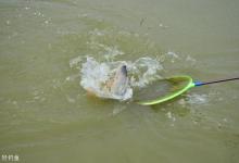 罗非鱼的习性与路亚罗非鱼的技巧