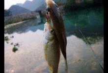 早春钓鲫鱼的五个选择要点