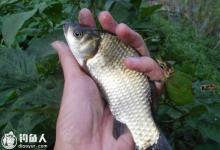 夏末野钓鲫鱼的用饵打窝技巧及钓法