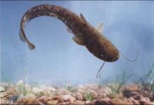 夏季阵雨过后是钓鲇鱼的好时候