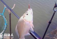 初冬低温天钓鲫鱼的实用技巧分享