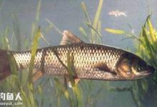 浮钓草鱼的三大技巧讲解