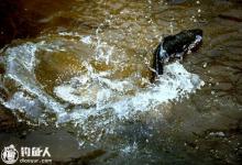 秋季手竿钓黑鱼的技巧分享