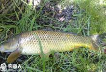 夏末手竿钓鲤鱼的选位钓法