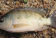 钓罗非鱼的线组搭配技巧，降低断子线