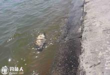 自然水域野钓鳜鱼的七种方法