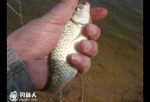 钓友分享的五个野钓鲫鱼的实用技巧