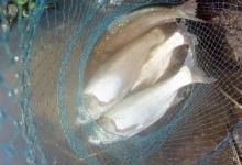 秋季手海竿塘钓鲢鱼的技巧分享（下）