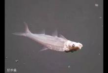 春季黄尾鲴鱼咬钩的漂相真假信号解密