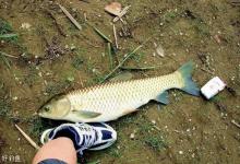 草鱼的习性特点及钓法要点