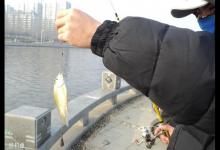 早春筏竿钓鲫鱼的技术要点