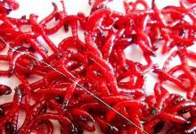 3分钟教会您冬季钓鲫鱼技巧