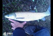 浅谈深秋初冬钓草鱼的技巧
