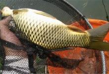 春末黑坑钓鲤鱼需掌握的三要素，懒人必备