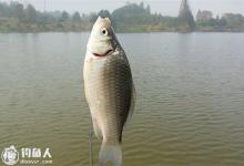 钓滑鱼和轻口鱼的用饵技巧及钓法分享