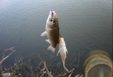 冬季水库钓大鲫鱼的四个技巧