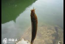 泥鳅的习性和手竿钓的技巧