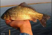 传统钓鲫鱼碰上大家伙时，如何不跑鱼