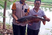 淡水流水钓鲢鳙的十个实战技巧