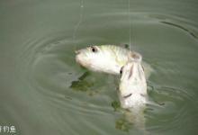 秋冬早春季节钓轻口鱼的技巧及浮漂选择