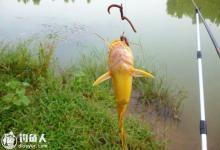 夏钓黄颡鱼的钓具钓饵配置及提竿技巧