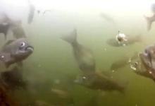 浅谈鲫鱼的吃饵表现及鱼涮饵的应对